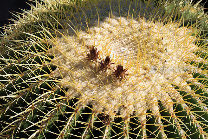 金桶仙人掌(Echinocactus Grusonii)